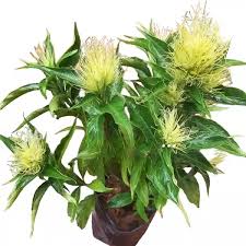 Attēlu rezultāti vaicājumam “Trichia flavicoma”