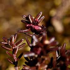 Attēlu rezultāti vaicājumam “Empetrum nigrum flower”