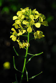Attēlu rezultāti vaicājumam “Sinapis alba leaf”