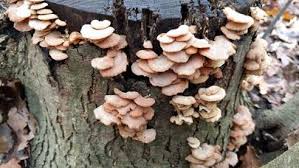 Attēlu rezultāti vaicājumam “Panellus stipticus”