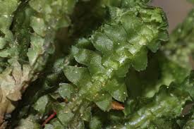 Attēlu rezultāti vaicājumam “Bazzania trilobata”