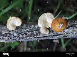 Attēlu rezultāti vaicājumam “Lentinus suavissimus”