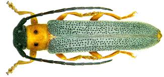 Attēlu rezultāti vaicājumam “Oberea oculata”