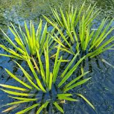 Attēlu rezultāti vaicājumam “Stratiotes aloides flower”