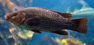 Image result for Labrus bergylta