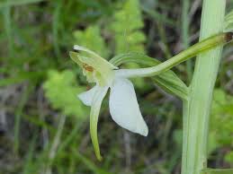 Attēlu rezultāti vaicājumam “Platanthera chlorantha flower”
