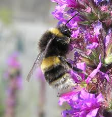Attēlu rezultāti vaicājumam “Bombus terrestris”