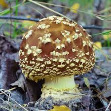 Attēlu rezultāti vaicājumam “Amanita regalis”