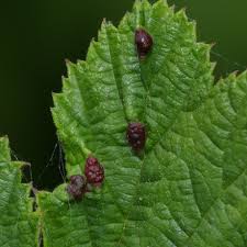 Attēlu rezultāti vaicājumam “Triphragmium ulmariae”