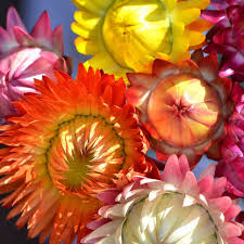 Image result for Helichrysum bracteatum