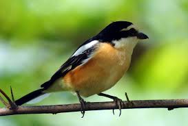 Image result for Lanius nubicus