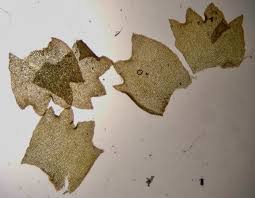 Attēlu rezultāti vaicājumam “Barbilophozia lycopodioides macro”