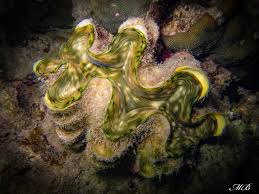 Image result for tridacna