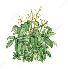 Attēlu rezultāti vaicājumam “Impatiens parviflora”