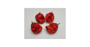 Afbeeldingsresultaat voor red fratali hot pepper