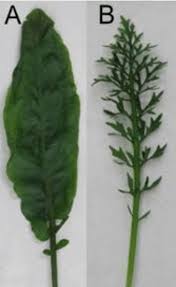 Attēlu rezultāti vaicājumam “Rorippa amphibia leaf”