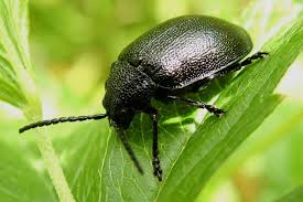 Attēlu rezultāti vaicājumam “Galeruca tanaceti”