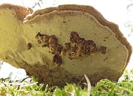 Attēlu rezultāti vaicājumam “Agathomyia wankowiczii”