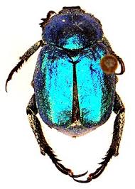 Attēlu rezultāti vaicājumam “Hoplia parvula imago”