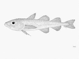 Image result for Arctogadus glacialis