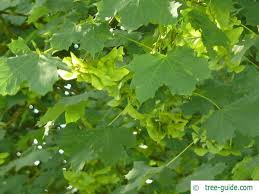 Attēlu rezultāti vaicājumam “Acer platanoides fruit”