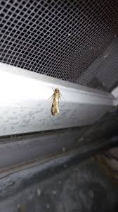 Attēlu rezultāti vaicājumam “Morophaga choragella”