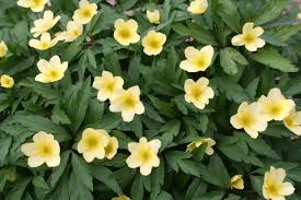 Attēlu rezultāti vaicājumam “Anemone x lipsiensis leaf”