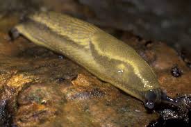 Attēlu rezultāti vaicājumam “Arion lusitanicus adult”