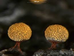 Attēlu rezultāti vaicājumam “Physarum auriscalpium”