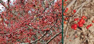 Attēlu rezultāti vaicājumam “Crataegus x macrocarpa fruit”