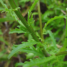 Attēlu rezultāti vaicājumam “Leucanthemum vulgare flower”