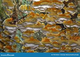 Attēlu rezultāti vaicājumam “Antrodia serialis”