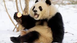 Image result for pandas