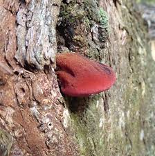Attēlu rezultāti vaicājumam “Fistulina hepatica”
