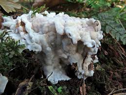 Attēlu rezultāti vaicājumam “Schizopora paradoxa”