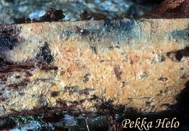 Attēlu rezultāti vaicājumam “Phlebia serialis”