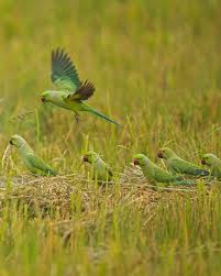 Image result for Psittacula krameri