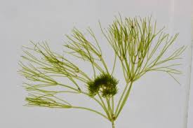 Attēlu rezultāti vaicājumam “Nitella flexilis”