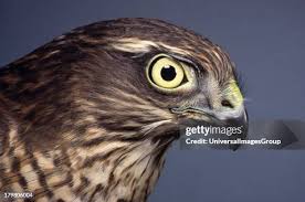 Attēlu rezultāti vaicājumam “Accipiter nisus female”