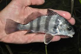 Image result for Pogonias cromis