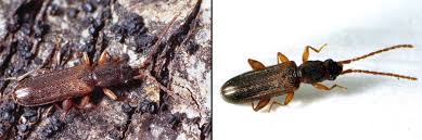 Attēlu rezultāti vaicājumam “Dendrophagus crenatus”