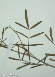 Attēlu rezultāti vaicājumam “Astragalus arenarius”