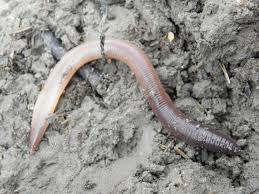 Attēlu rezultāti vaicājumam “Lumbricus terrestris”