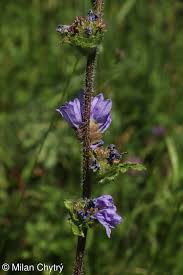 Attēlu rezultāti vaicājumam “Campanula cervicaria bud”