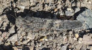 Attēlu rezultāti vaicājumam “Trichia botrytis var. cerifera stalked”