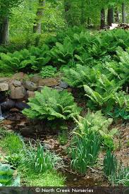 Attēlu rezultāti vaicājumam “Matteuccia struthiopteris”