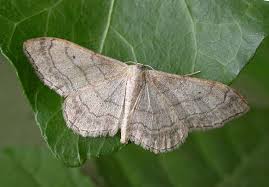 Attēlu rezultāti vaicājumam “Idaea aversata”