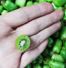 Attēlu rezultāti vaicājumam “Actinidia kolomikta fruit”