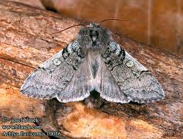 Attēlu rezultāti vaicājumam “Achlya flavicornis”