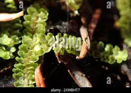 Attēlu rezultāti vaicājumam “Trilophozia quinquedentata”